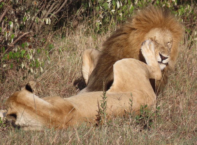 Groepsreis Kenia leeuwen in Maasai Mara National Park