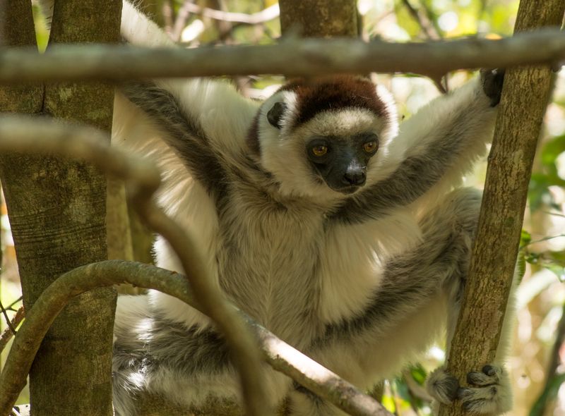 Groepsreis Madagascar indri indri