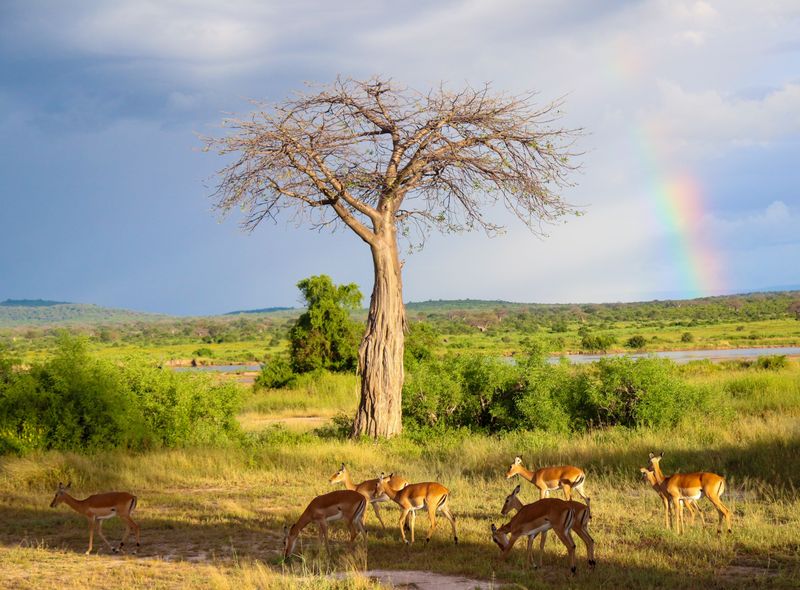 Groepsreis Tanzania Ruaha National park