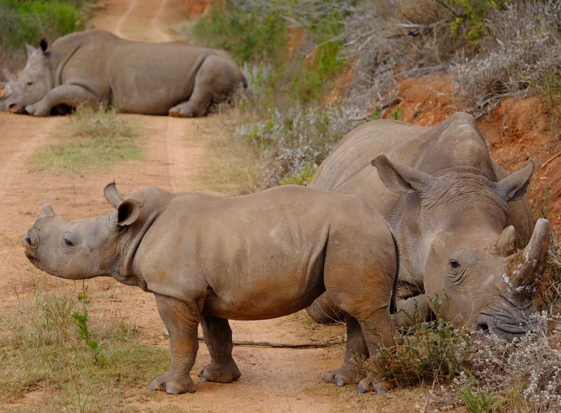 Groepsreis Zuid-Afrika safari in Addo Elephant National Park neushoorns