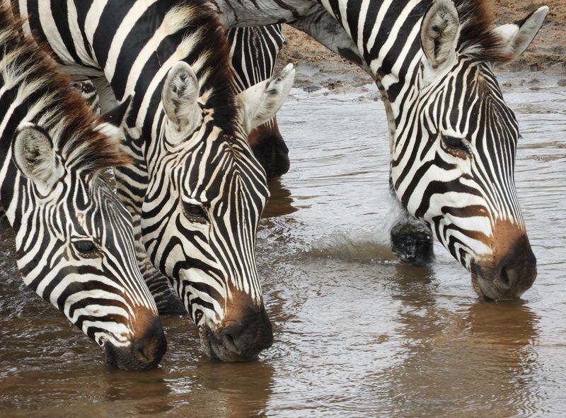 Groepsreis jongerenreis Tanzania zebra's op safari
