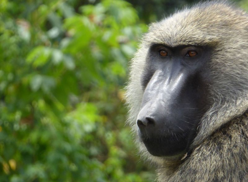 Groepsreis Kenia Oeganda en Tanzania jongerenreis baviaan