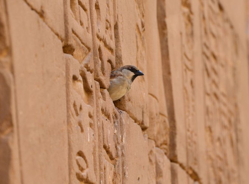 Egypte groepsreis lokale fauna bij een tempel