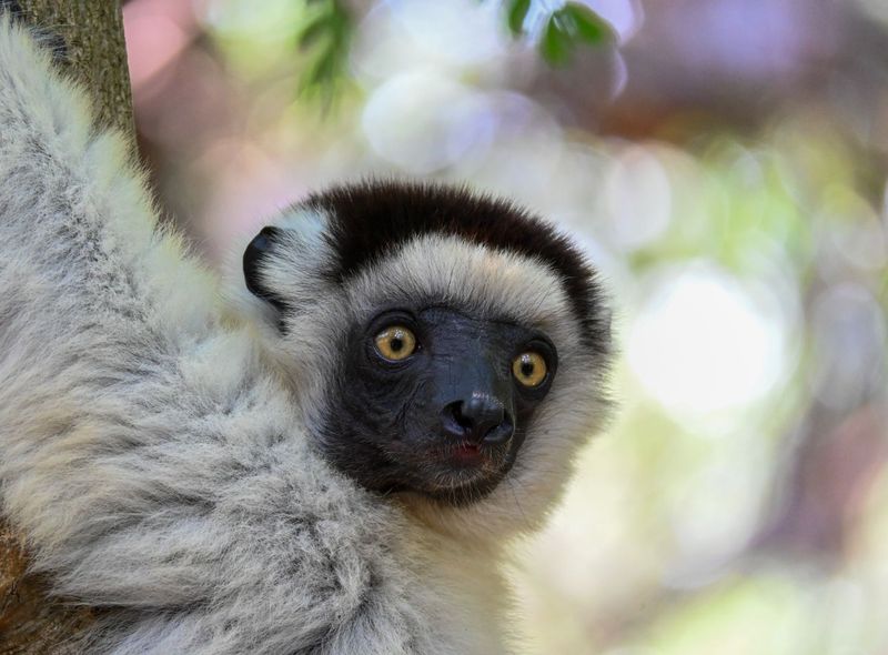 Groepsreis Madagascar indri indri