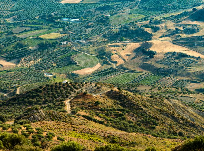 Groepsreis Spanje Van Life wijnranken en wijngaarden