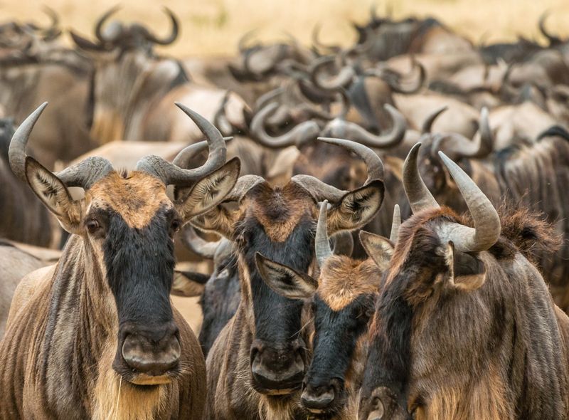 Groepsreis Kenia en Tanzania wildebeesten of gnoes