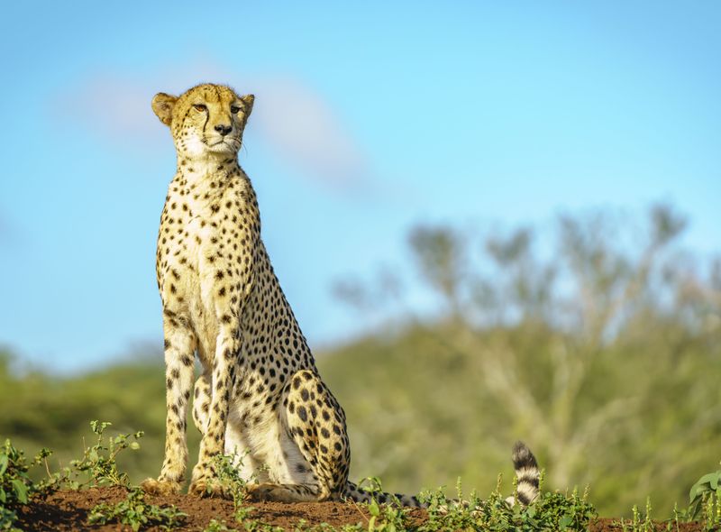 Groepsreis Comfort Zuid-Afrika cheetah