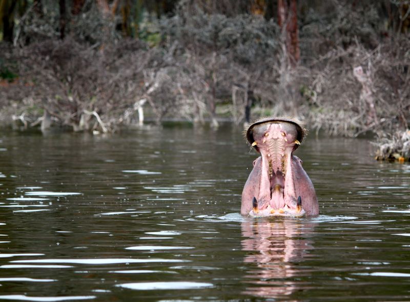Groepsreis Kenia Oeganda en Tanzania jongerenreis nijlpaard in het water