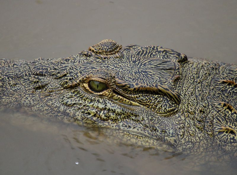 Groepsreis Zuid-Afrika krokodil in St Lucia