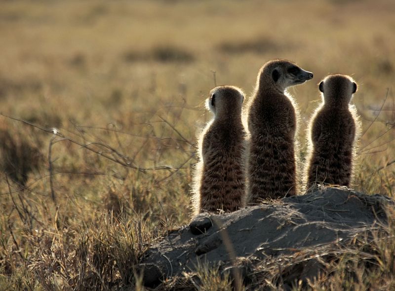 Groepsreis Botswana stokstaartjes