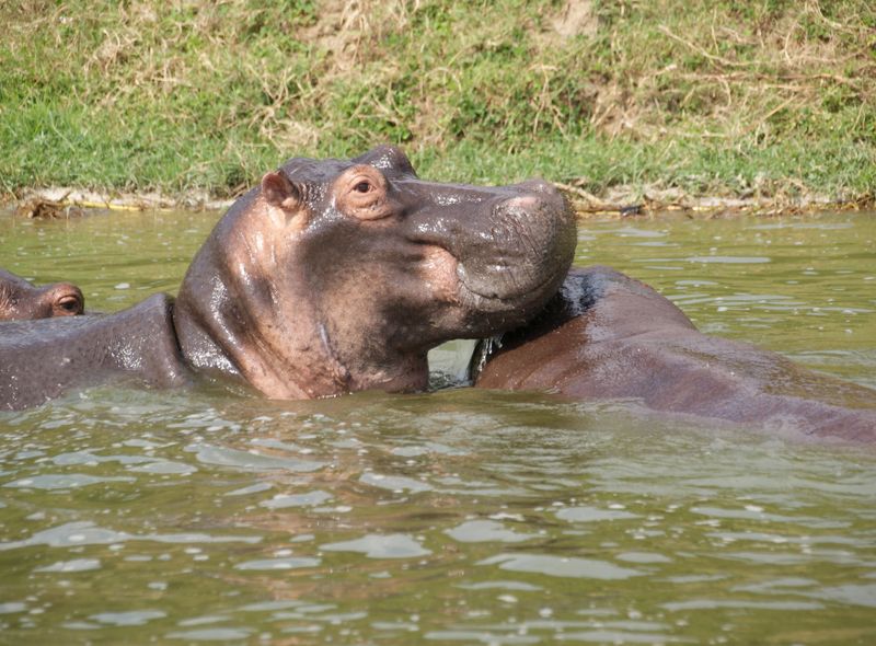 Groepsreis Oeganda Kazinga Channel nijlpaarden