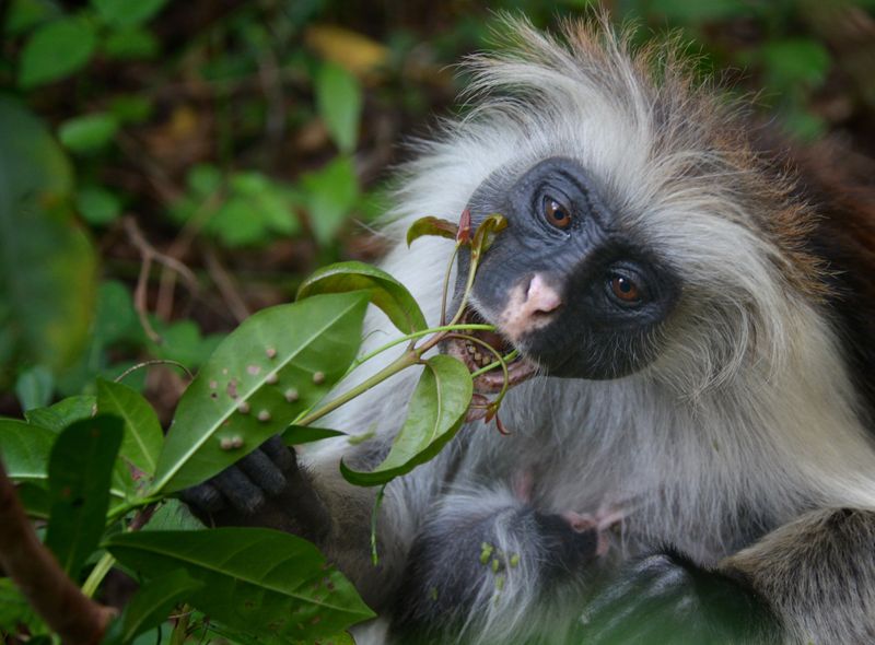 Groepsreis jongerenreis Tanzania Zanzibar Jozani Forest aapje red colobus