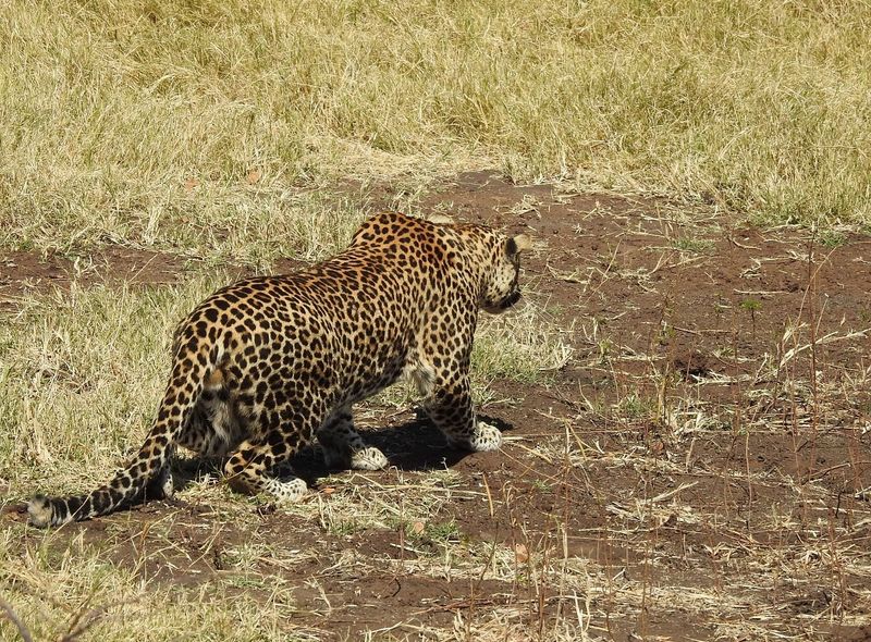 Groepsreis Comfort Chobe National Park luipaard in Botswana safari