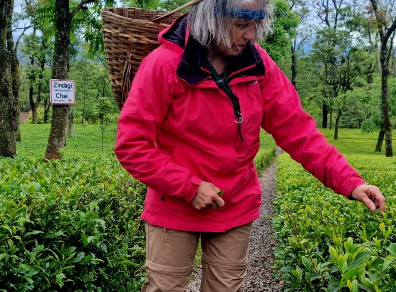 Groepsreis India thee plantage thee plukken