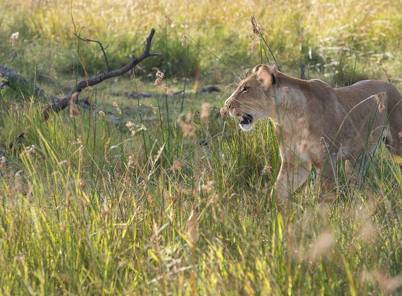 Groepsreis Botswana leeuwin in Moremi