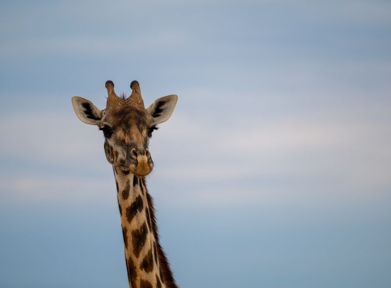 Groepsreis Tanzania giraf in Ruaha National park