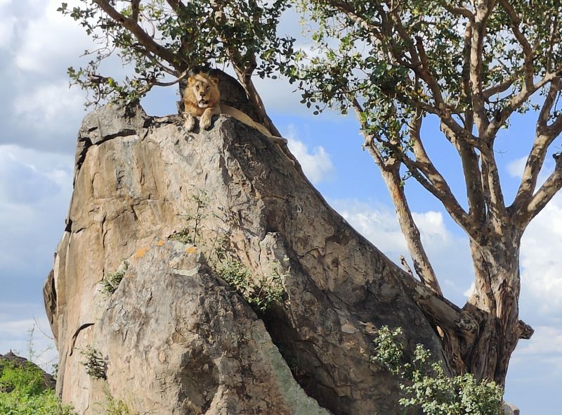 Tanzania groepsreis de Leeuwenkoning van de Serengeti