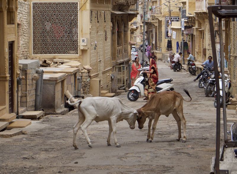 Groepsreis India heilige koieren in het straatbeeld van Jaisalmer