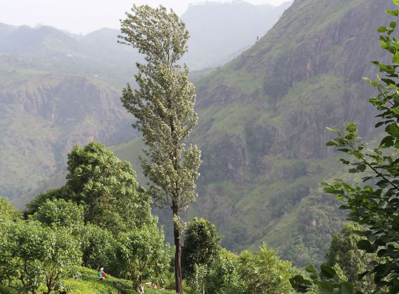 Groepsreis Sri Lanka natuurreis theeplantages bij Lipton&#039;s Seat