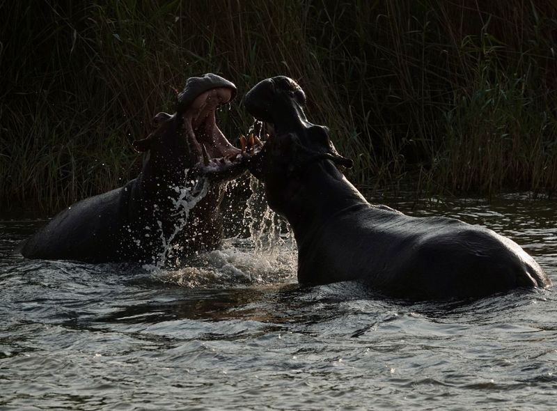 Groepsreis Zuid-Afrika nijlpaarden in isiMangaliso Wetlands
