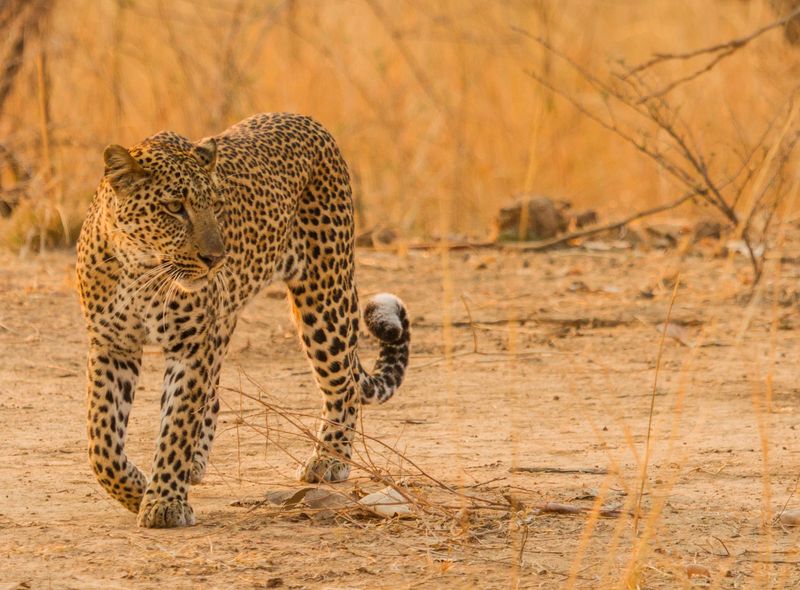 Zambia groepsreis luipaard safari ochtendlicht
