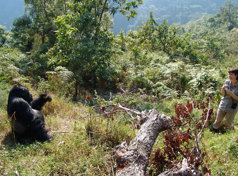 Groepsreis Oeganda gorilla in Bwindi National Park