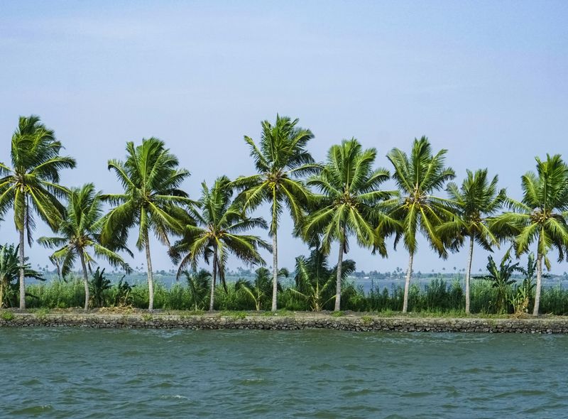 Zuid-India groepsreis Alleppey palmbomen op de oever