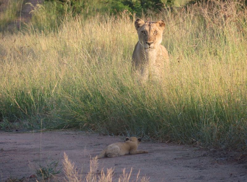 Groepsreis Zuid-Afrika safari leeuwin