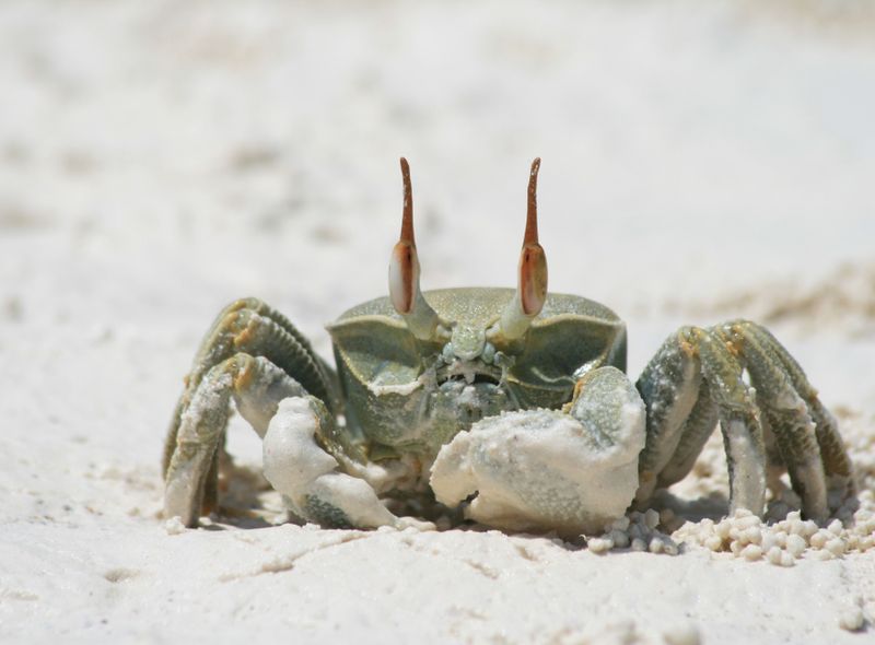 Zanzibar Tanzania krab