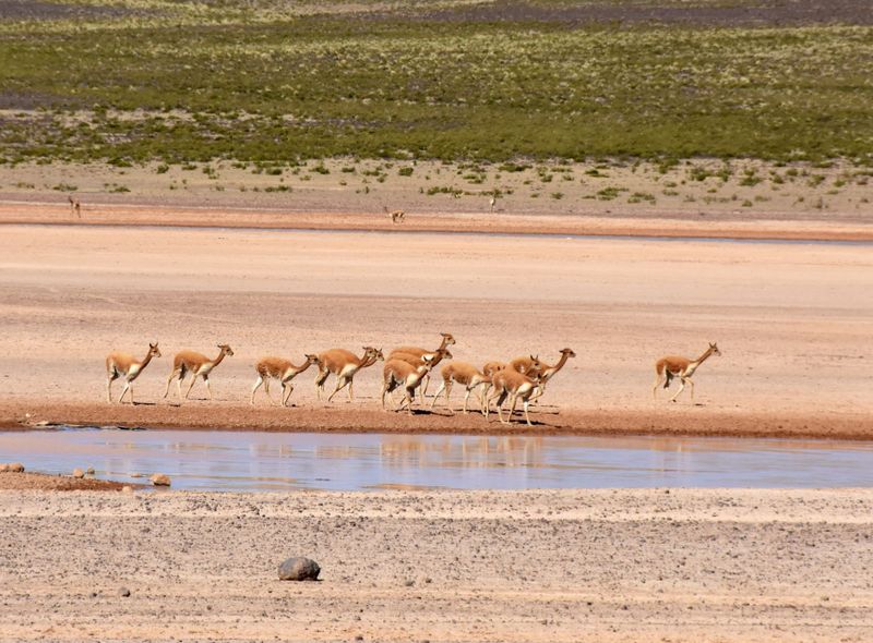 vicunas