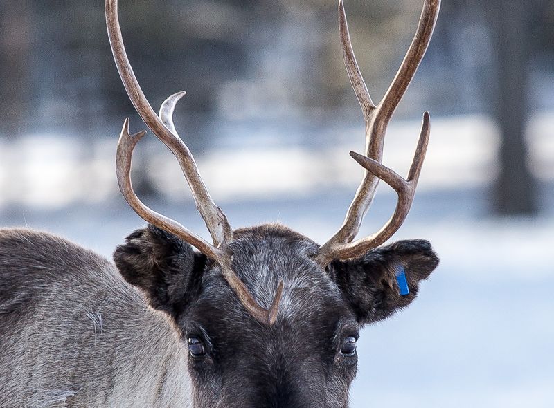 Groepsreis Winter Lapland