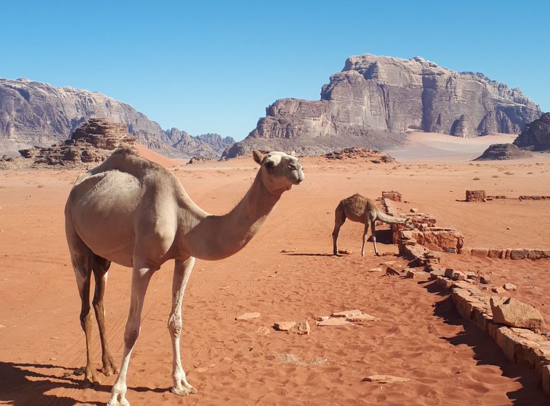 Groepsreis Jordanië