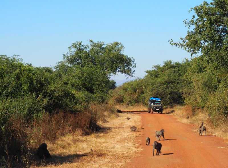 Oeganda en Rwanda safari apen