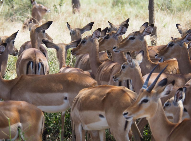 Oeganda en Rwanda safari Akagera Parc en Queen Elisabeth National Park gazelle