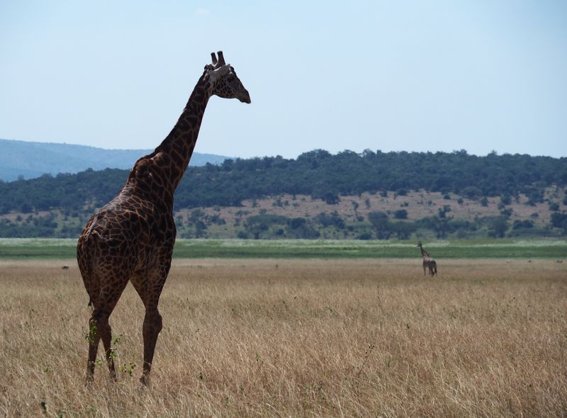 Oeganda Queen Elisabeth National Park safari giraf savanne