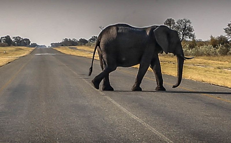 dwars door Zuid-Afrika Botswana Zimbabwe safari