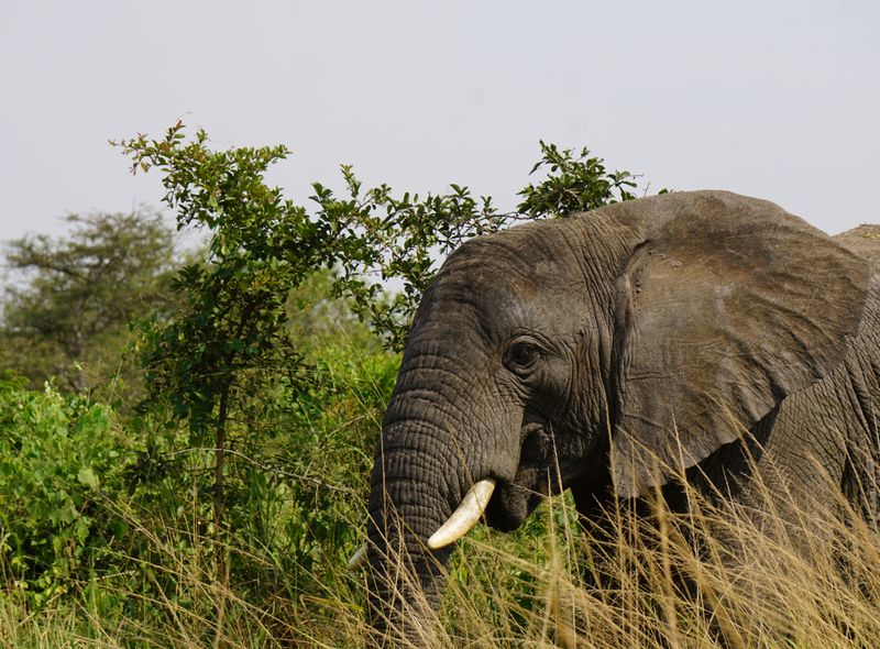 Oeganda en Rwanda safari olifant Akagera Parc en Queen Elisabeth National Park