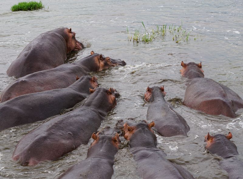 Oeganda en Rwanda safari nijlpaarden in de rivier