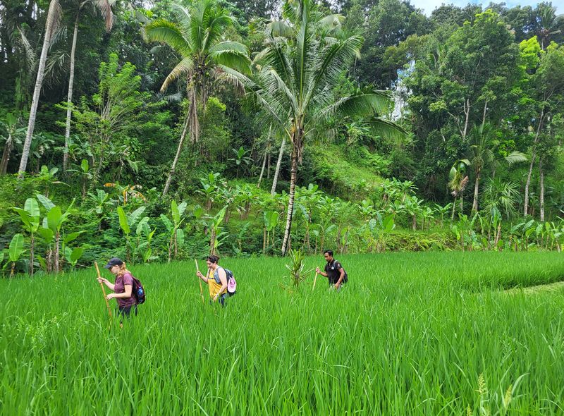 Bali green