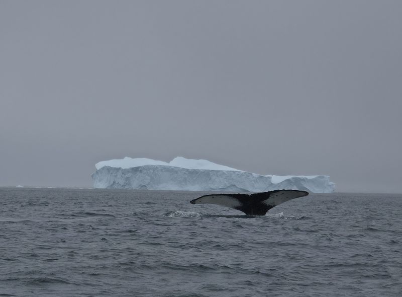 Groepsreis Antarctica