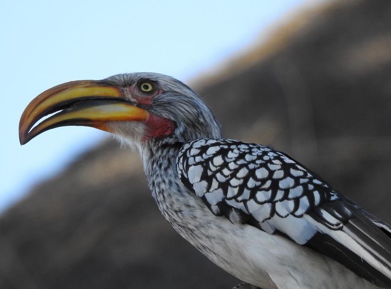 Groepsreis Comfort vogel Botswana