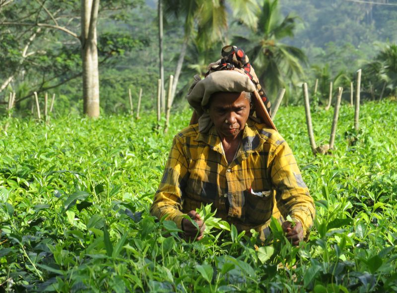 Groepsreis Sri Lanka theeplukkers in de hooglanden