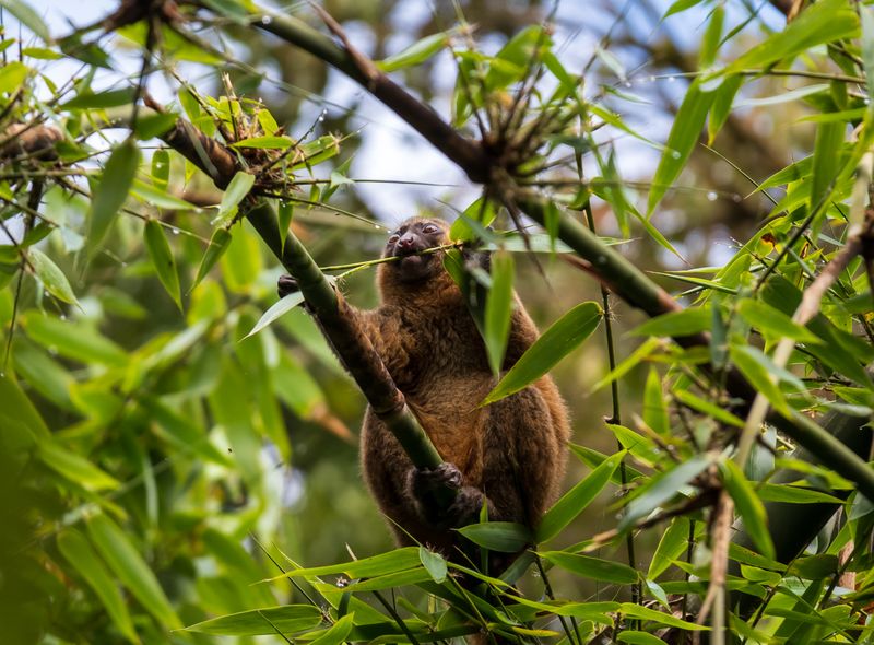Groepsreis Madagascar gouden bamboemaki Ranomafana National Park