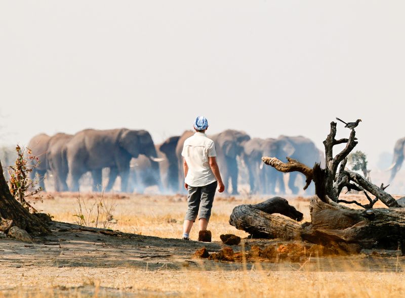 Groepsreis Botswana een kudde olifanten in Savuti