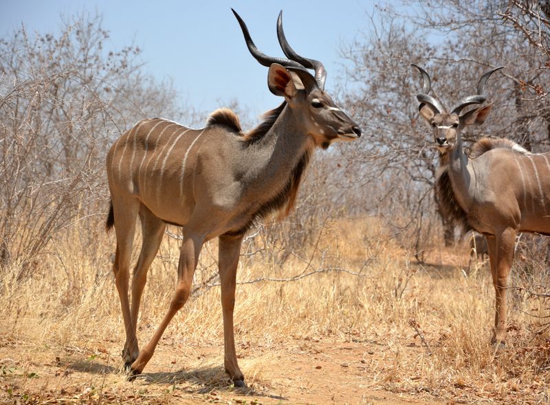 Groepsreis Kenia en Tanzania twee koedoes 