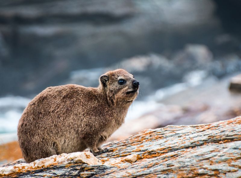 Groepsreis Zuid-Afrika klipdas in Tsitsikamma Storms Rivier Mouth