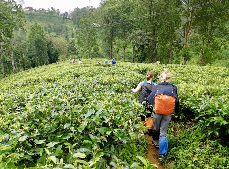 Groepsreis Sri Lanka natuurreis wandelen langs theeplantages