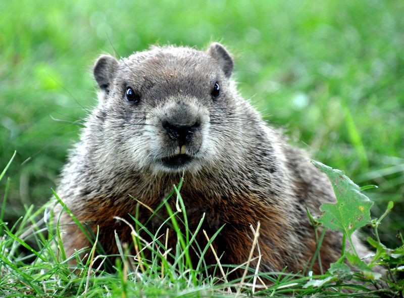 Groepsreis Canada - jongerenreis - wildlife