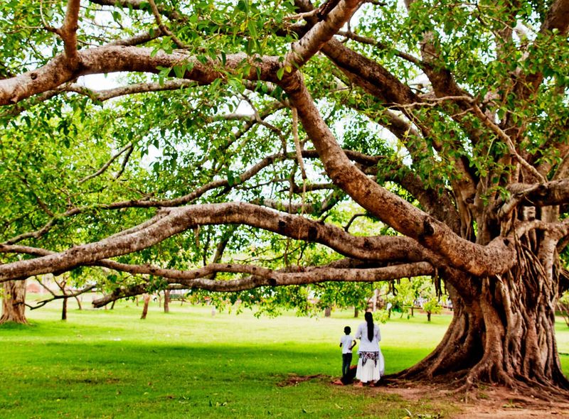 Groepsreis Sri Lanka botanische tuin in Kandy