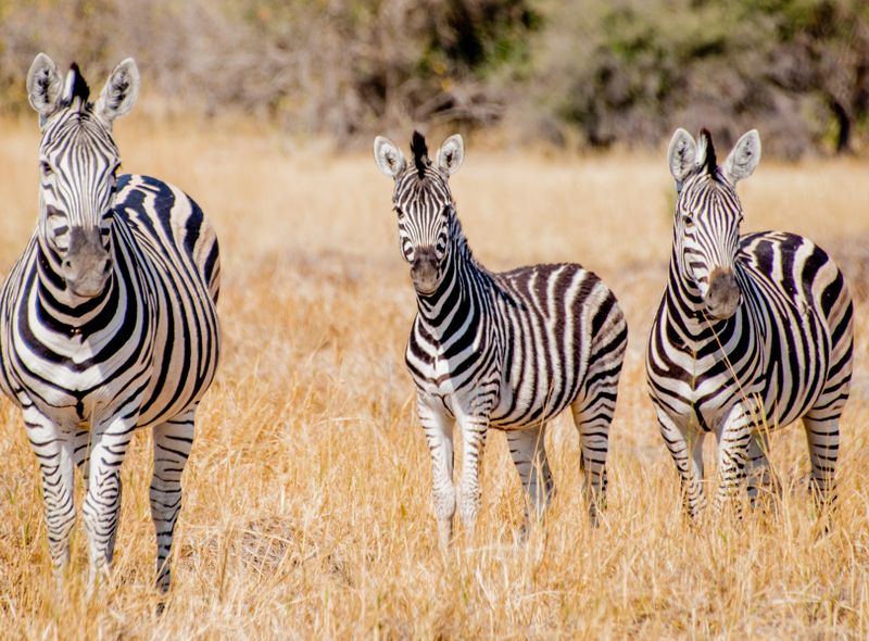 Groepsreis Botswana zebra&#039;s in Moremi National Park